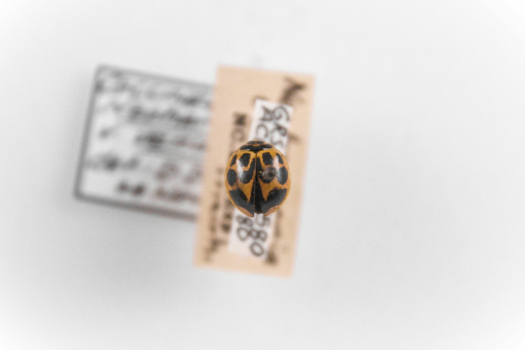 Image of Neoharmonia venusta venusta, a species of Animalia