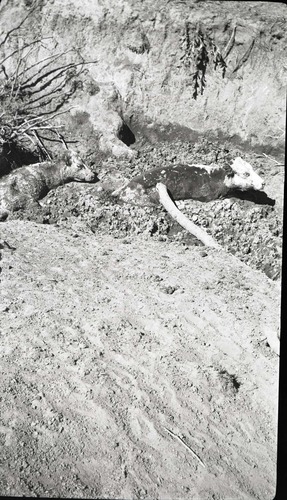 Cattle bogged down in remains of last water hole used by stock of Mr. Langston, Potato Hollow area.
