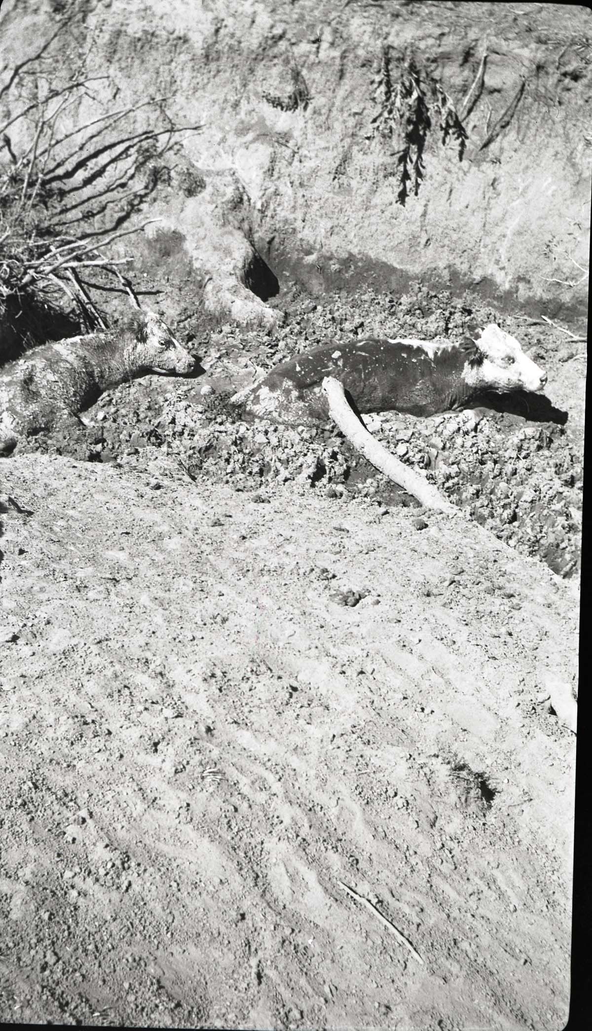 Cattle bogged down in remains of last water hole used by stock of Mr. Langston, Potato Hollow area.