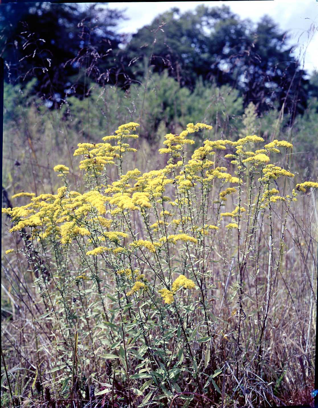 Goldenrod (Solidago sp.)