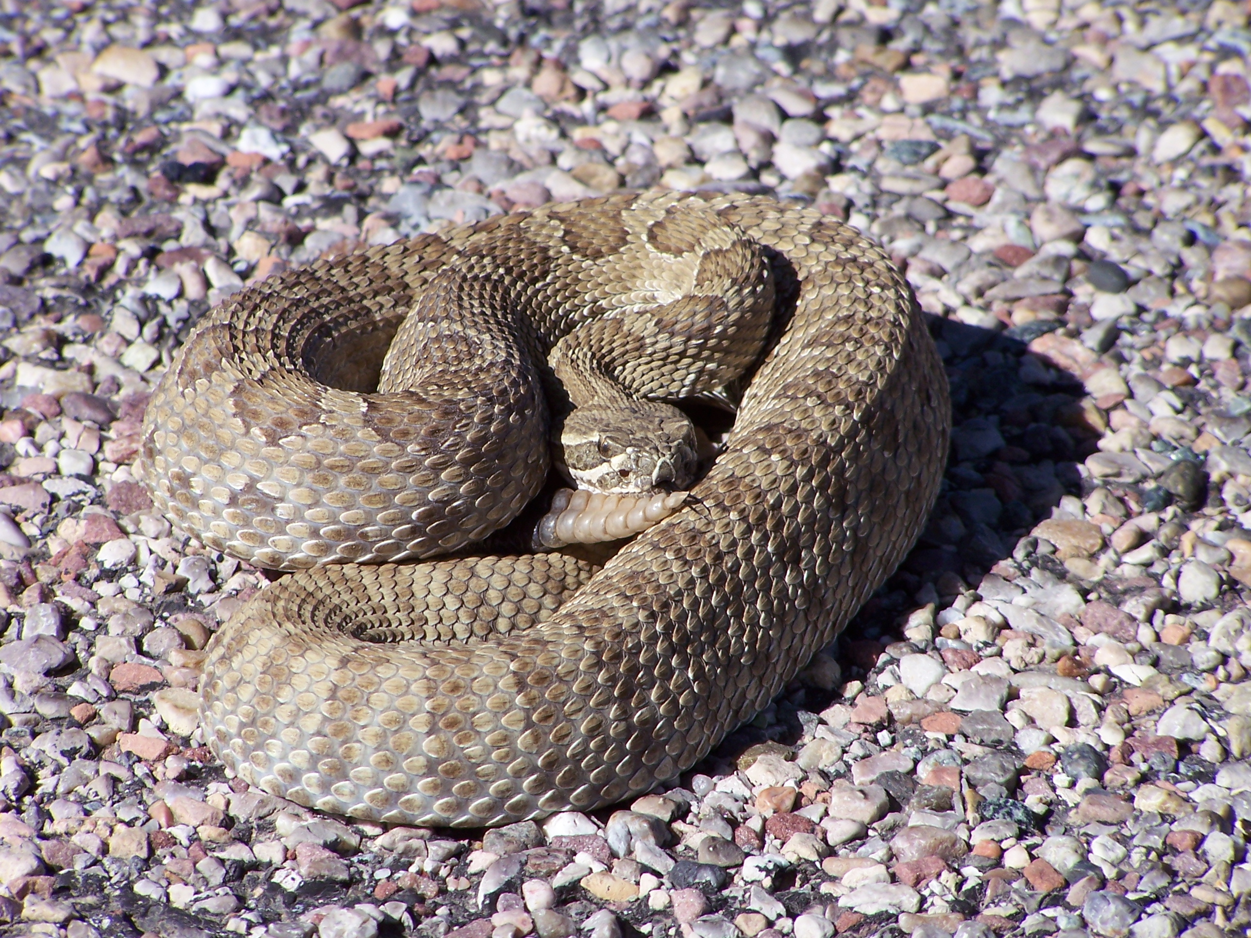 A light brown rattlesnake with darker brown blotches on its back sits coiled atop some gravel.