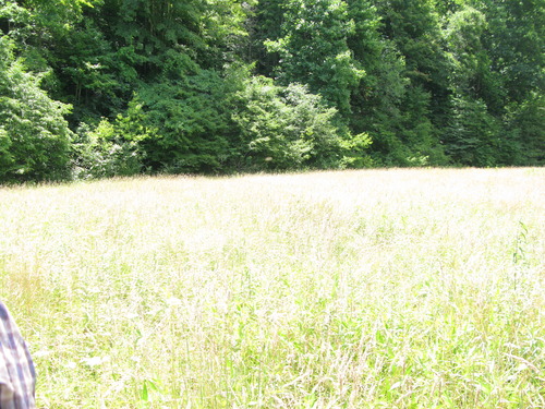 GRSM Accuracy Assessment. Plot Code: GRSM_AA_0774_4