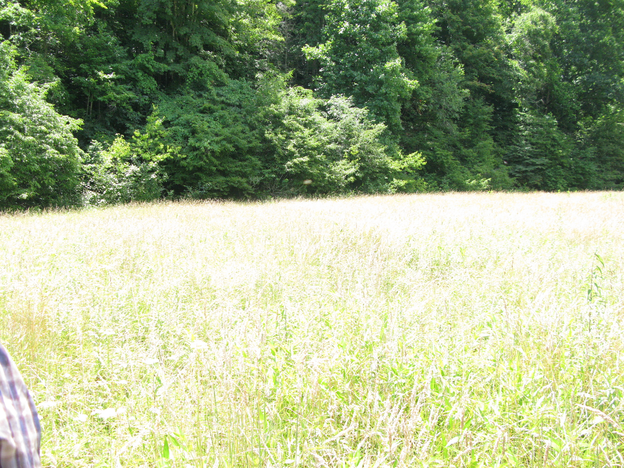 GRSM Accuracy Assessment. Plot Code: GRSM_AA_0774_4