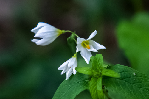 3 flowers cluster together, each with 5 pointed petals close around a single stamen.