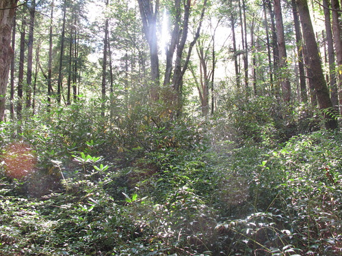 GRSM Accuracy Assessment. Plot Code: GRSM_AA_0273_4