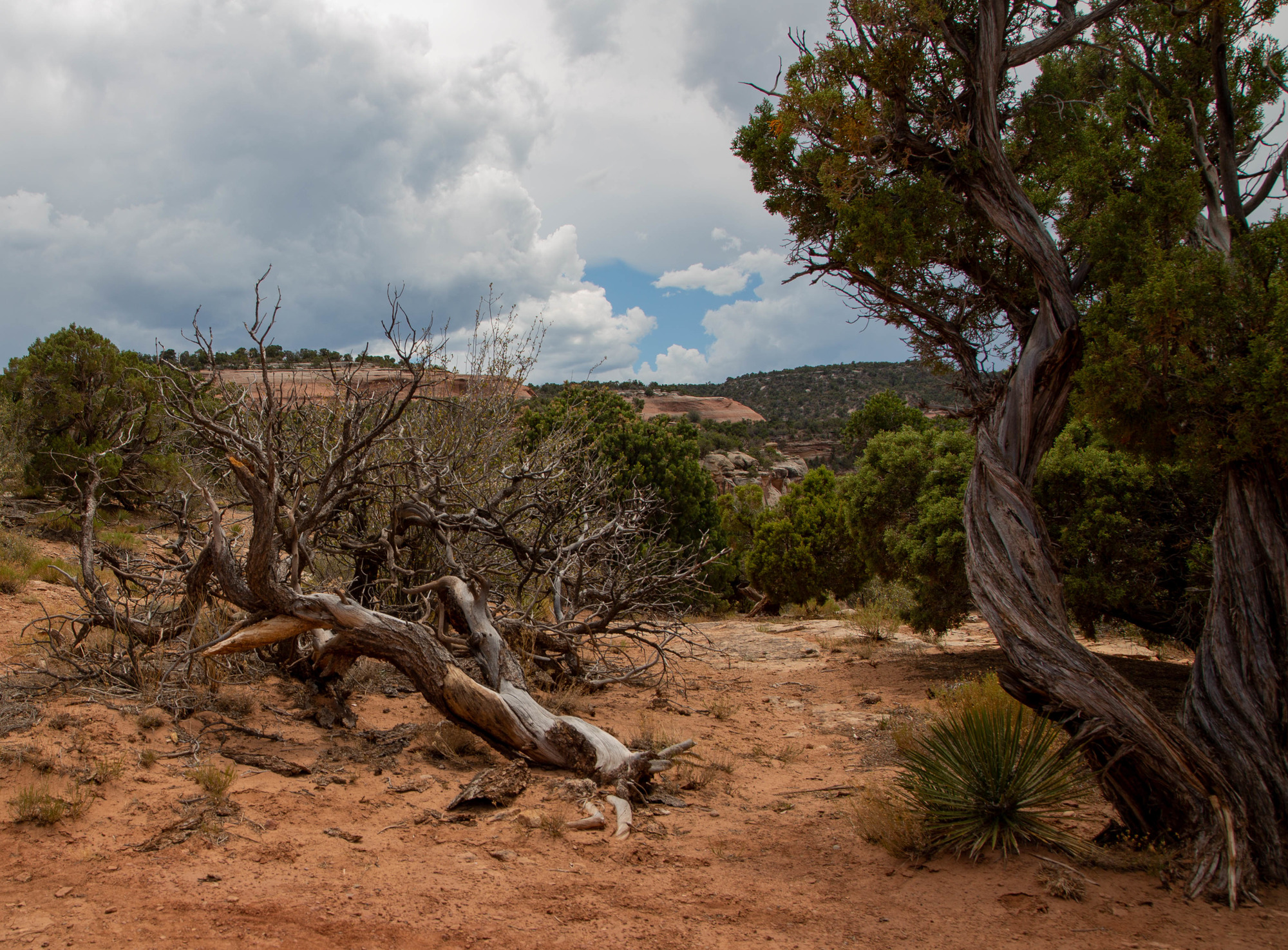 One fallen and one standing juniper in a desert