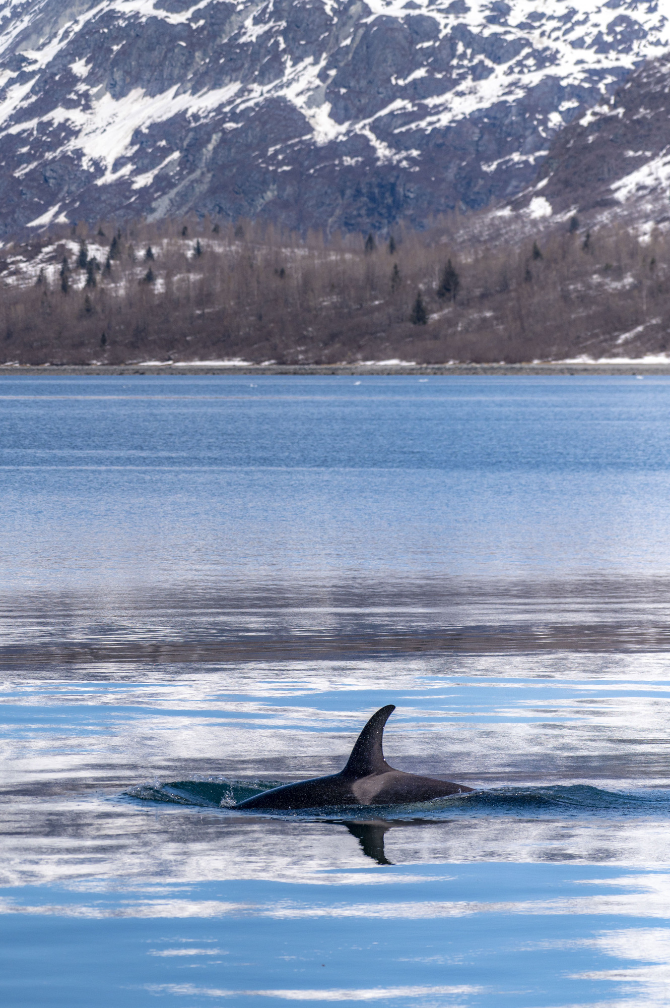 A killer whale surfaces in Glacier Bay, revealing its curved dorsal fin, which reflects in the water along with blue sky and white from snowy mountains.