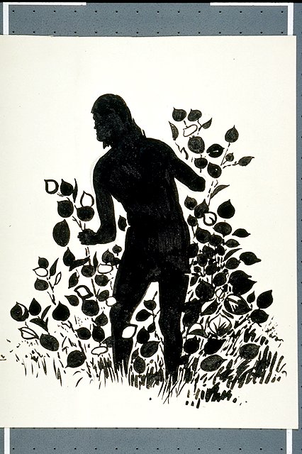 Silhouette of a man among a strangler fig.