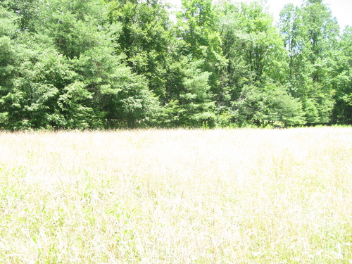 GRSM Accuracy Assessment. Plot Code: GRSM_AA_0774_2