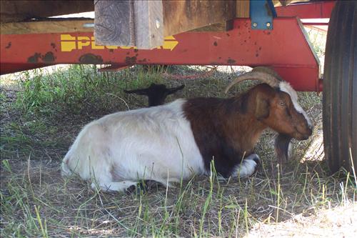 Junior Ranger, Goats and Gobblers, Children With Goats