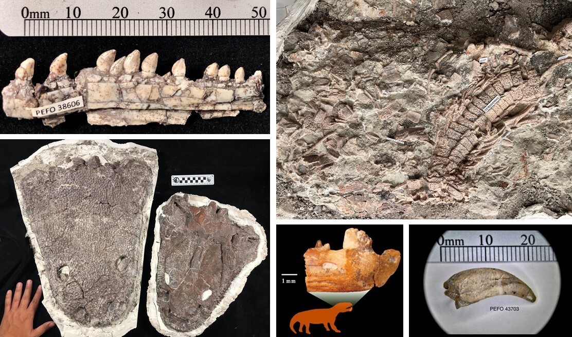 Collage of 5 images of fossil bones including lower jaws with teeth, large skulls, small mammal jaws, reptile claws, and articulated armor plates.
