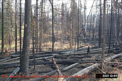 Moose Fire, Glacier National Park, Suppressed Using Minimum Impact Management Tactics in September 2001