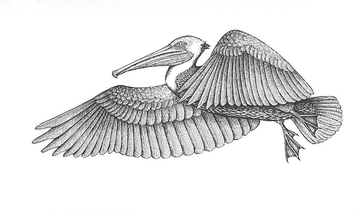 Brown pelican in flight.