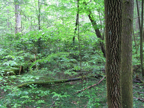 GRSM Accuracy Assessment. Plot Code: GRSM_AA_0961_3