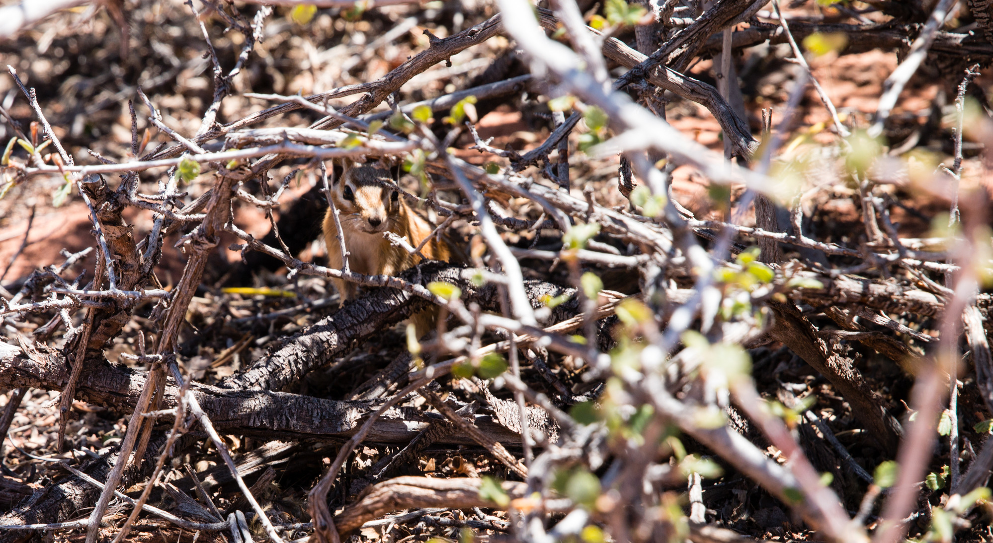 A small chipmunk hides in the shade of a shrub in the desert. 