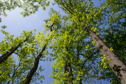 Tuliptree in spring