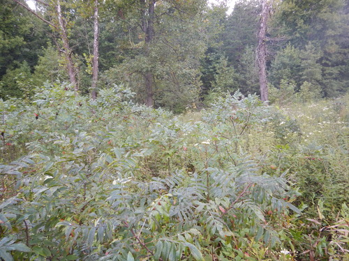 GRSM Accuracy Assessment. Plot Code: GRSM_AA_0690_5