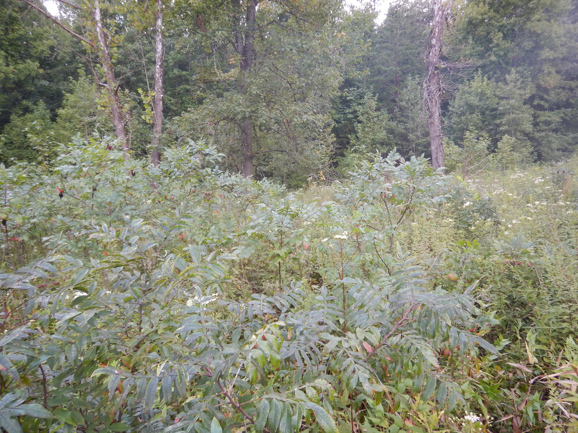 GRSM Accuracy Assessment. Plot Code: GRSM_AA_0690_5