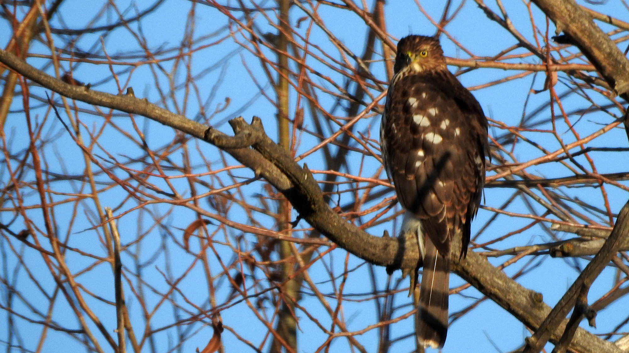 A mostly brown hawk is perched on a tree branch just right of center in the image. It's body is facing away from the camera, but its head is turned towards the camera. Behind it are several other tree branches and a blue clear sky.