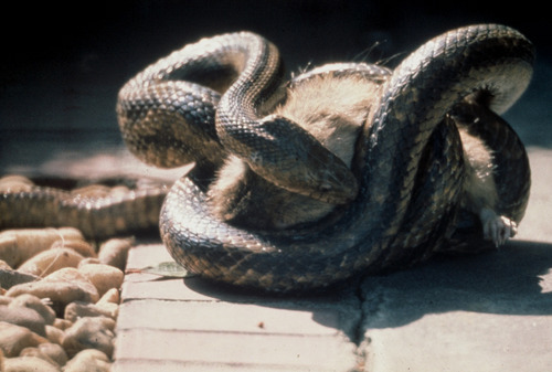 FOPU Photo - Yellow Rat Snake with Prey