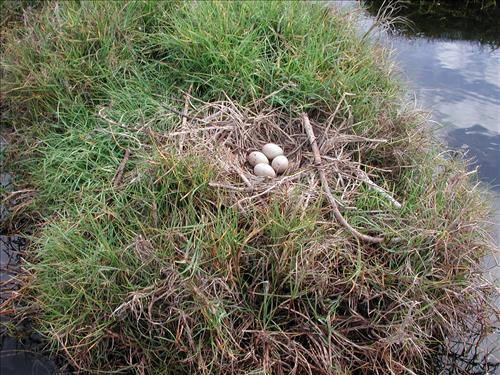 Endangered Hawaiian Stilt in Aimakapa Fish Pond