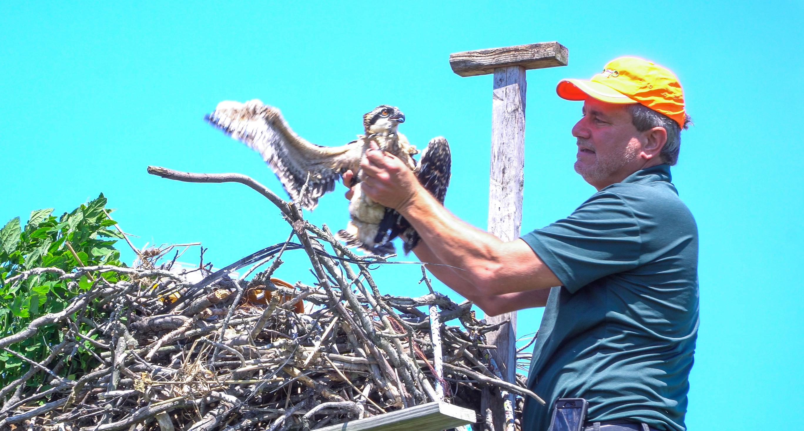 Chris Nadaresky from the NYC DEP Prepares to Band an Osprey Chick 