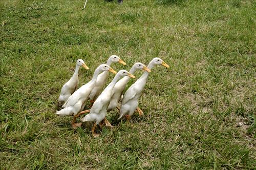 Herding ducks at The Spicy Lamb Farm in Cuyahoga Valley National Park
