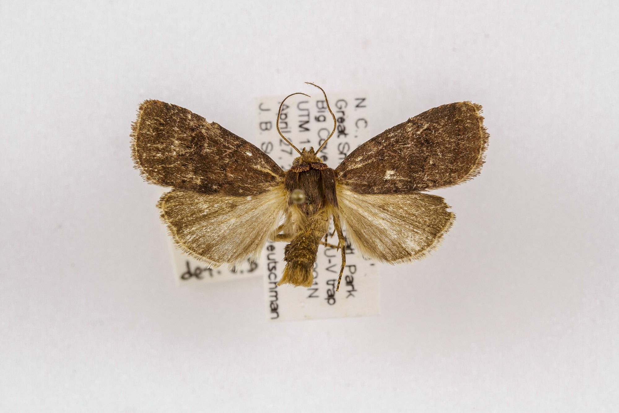 Image of Orthodes cynica, a species of Animalia