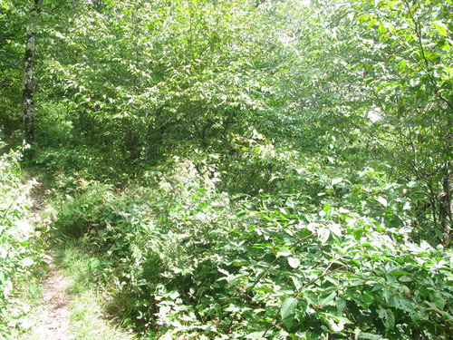 GRSM Accuracy Assessment. Plot Code: GRSM_AA_0467_3