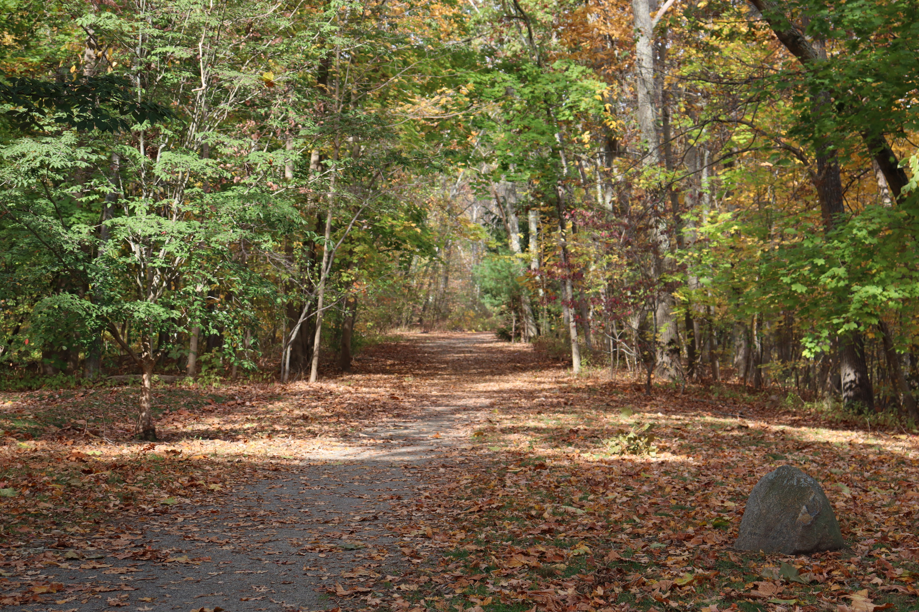 A dirt pathway covered with fallen leaves and lined by trees.