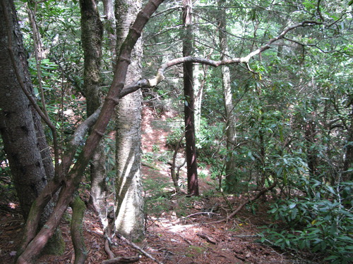 GRSM Accuracy Assessment. Plot Code: GRSM_AA_0098_6