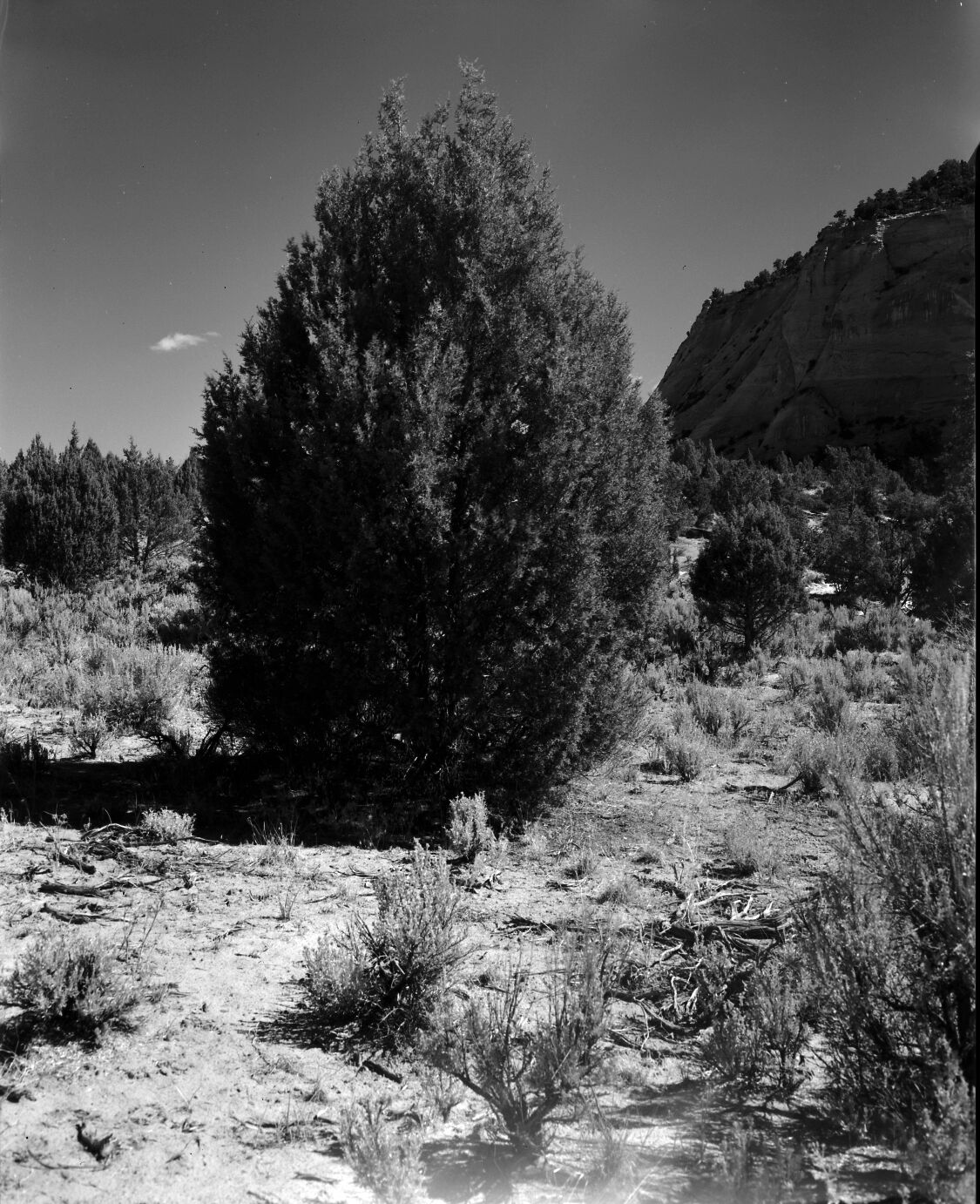A juniper tree (close up). Exhibit 21-P-2.