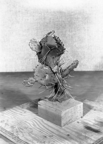 Diorama exhibit. Wax reproduction of prickly pear cactus, Opuntia polyacantha. Created by Civilian Conservation Corps (CCC) workers at the Western Museum Laboratory (WML) on Fulton Street, Berkeley, California.
