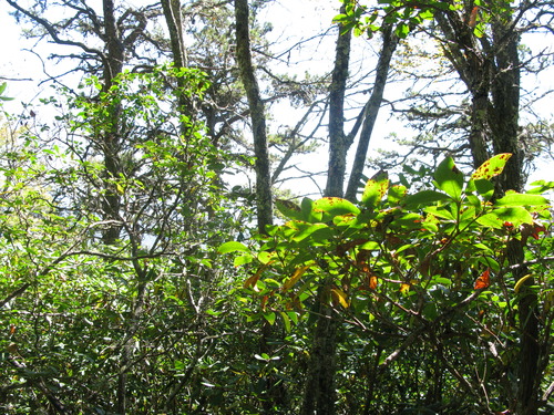 GRSM Accuracy Assessment. Plot Code: GRSM_AA_0324_6