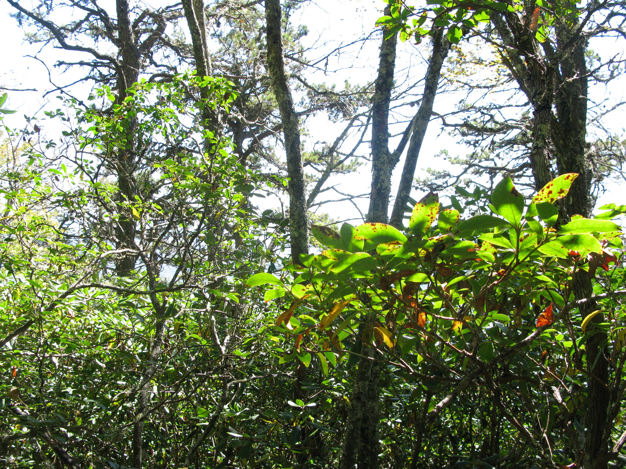 GRSM Accuracy Assessment. Plot Code: GRSM_AA_0324_6