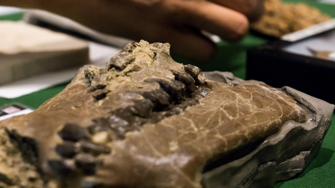 A fossil sits on a table in a museum.