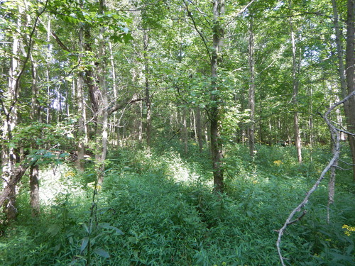 GRSM Accuracy Assessment. Plot Code: GRSM_AA_0712_3