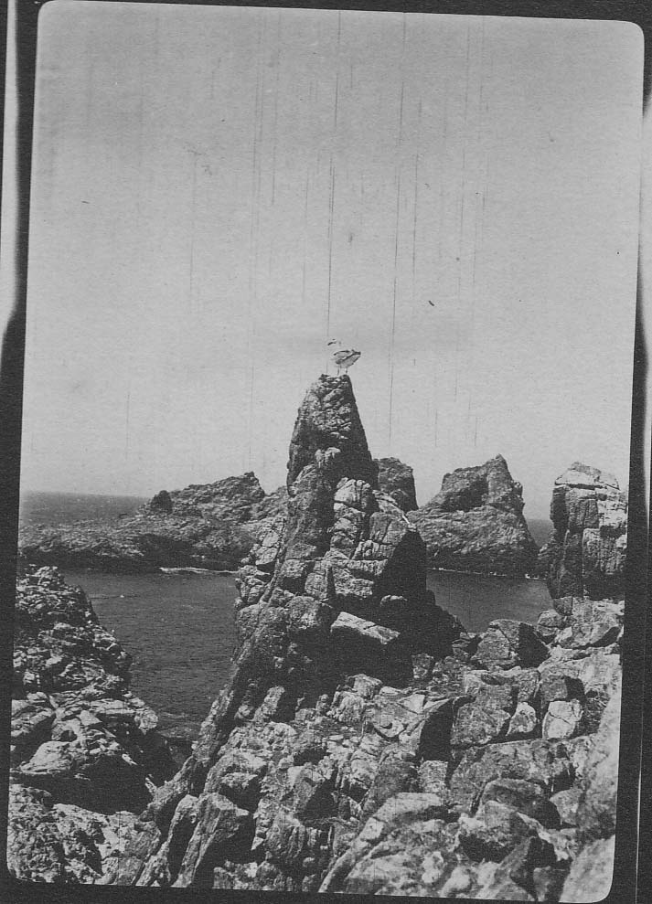 Bird on top of rock next to water