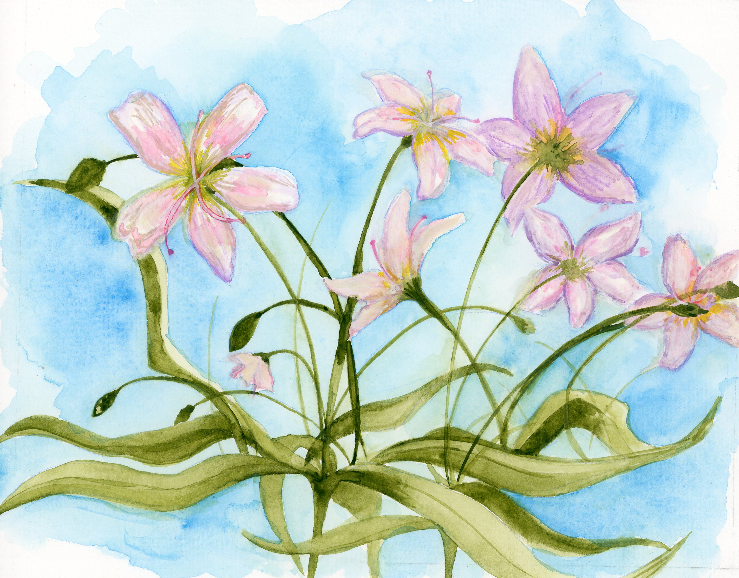 painting of white and pink flowers with long green stems and long green leaves with blue background