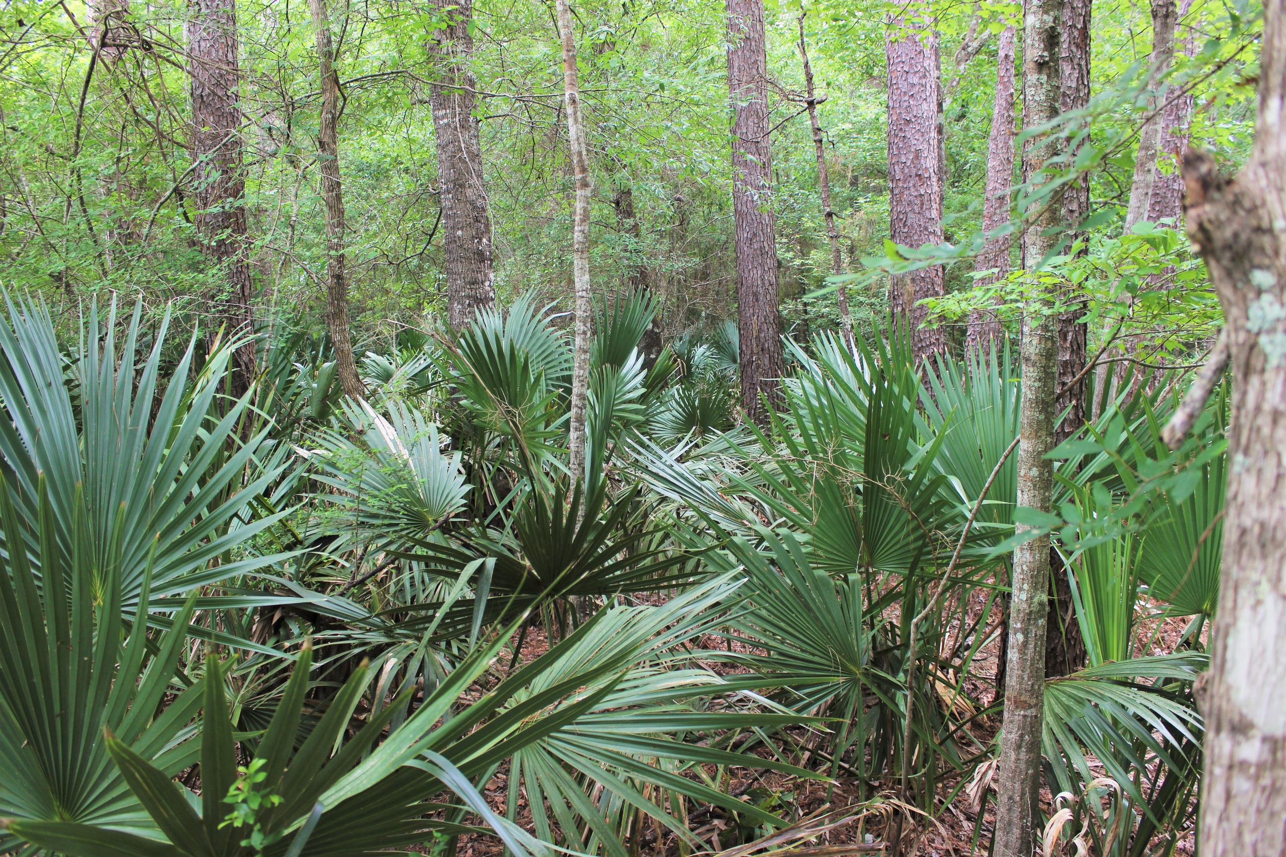 palmetto fans growing among taller hardwood trees
