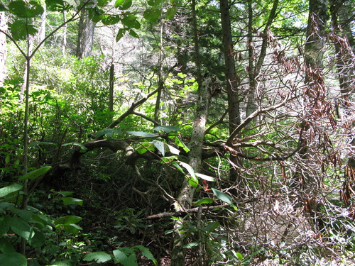 GRSM Accuracy Assessment. Plot Code: GRSM_AA_0417_3