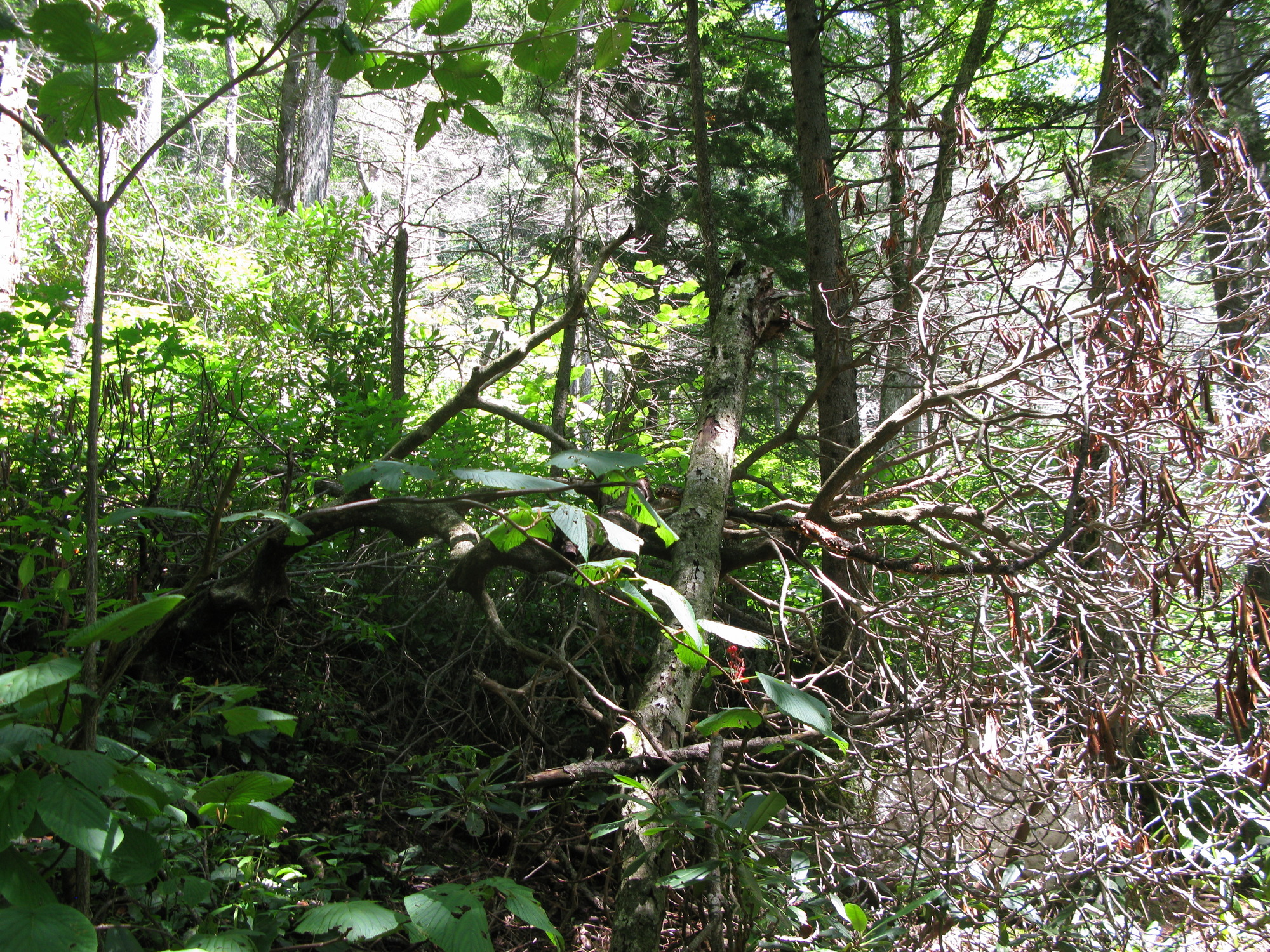 GRSM Accuracy Assessment. Plot Code: GRSM_AA_0417_3