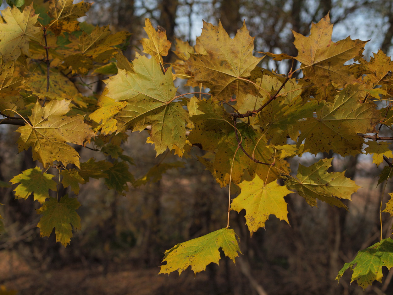 Norway Maple