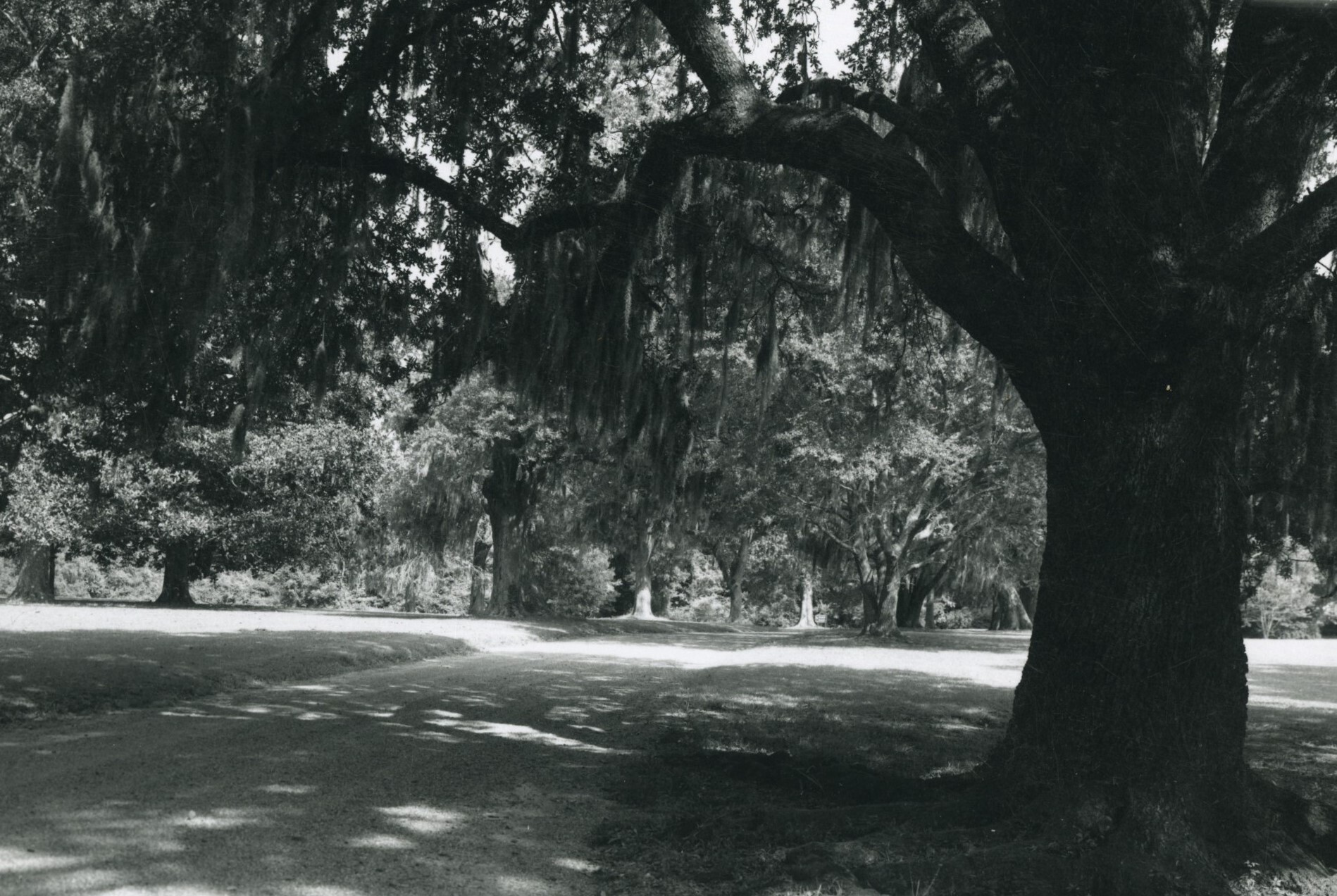 Driveway with large oak trees on both sides.