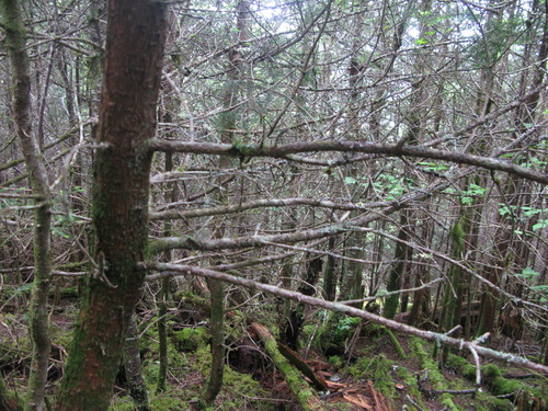 GRSM Accuracy Assessment. Plot Code: GRSM_AA_0615_3