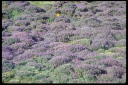 E1C1_SMI_HarrisPt_Lupin