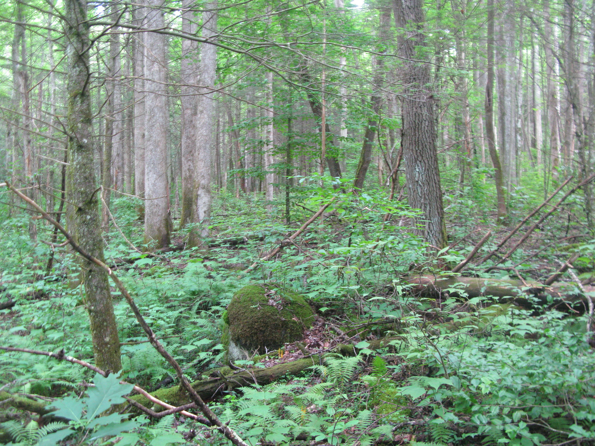 GRSM Accuracy Assessment. Plot Code: GRSM_AA_0619_3