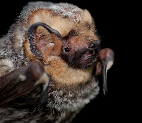 Hoary bat (Lasiurus cinereus), Isle Royale National Park, 2014.