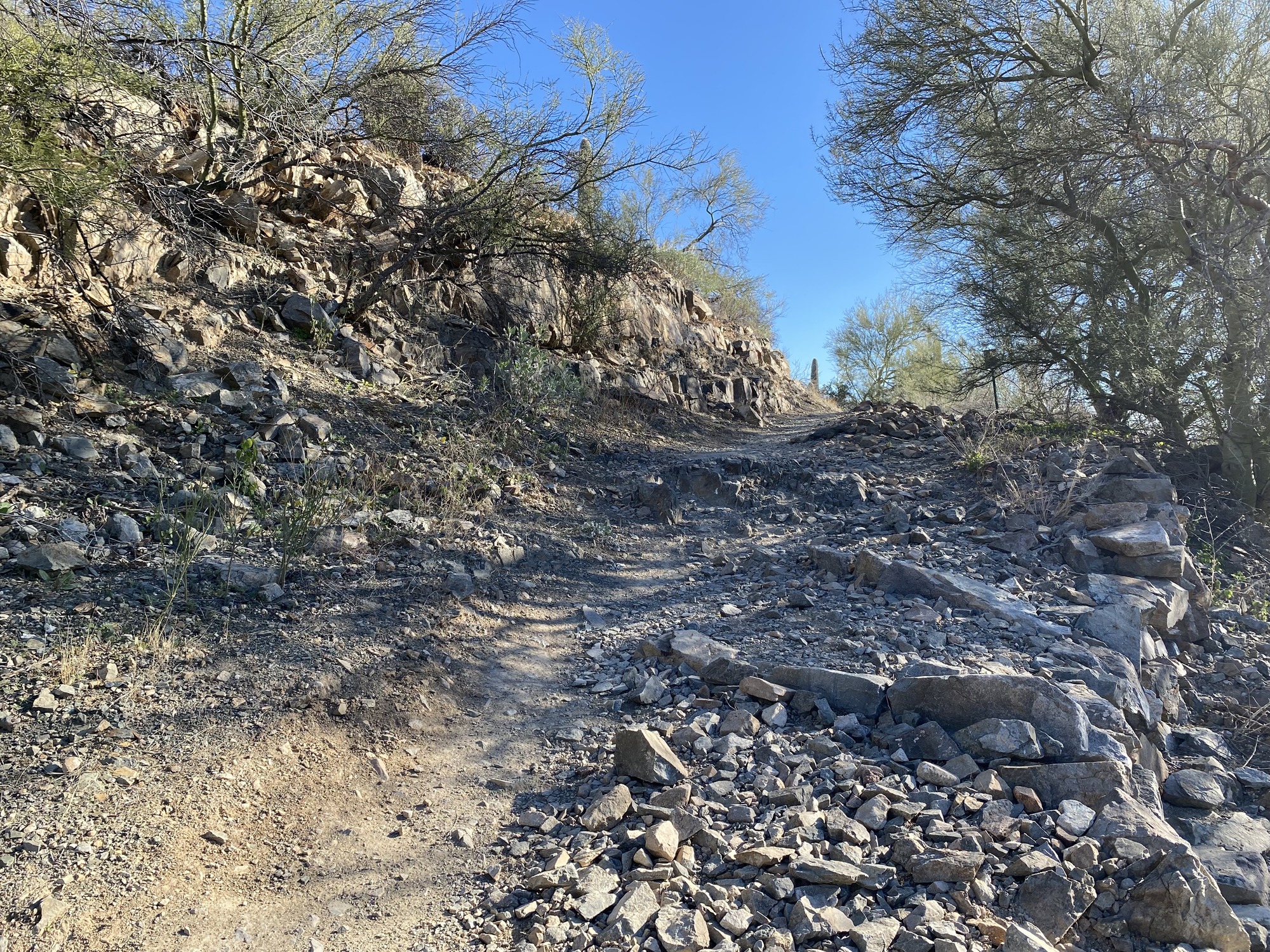 loose, rocky trail surrounded by vegetation
