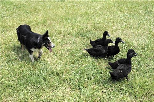 Herding ducks at The Spicy Lamb Farm in Cuyahoga Valley National Park